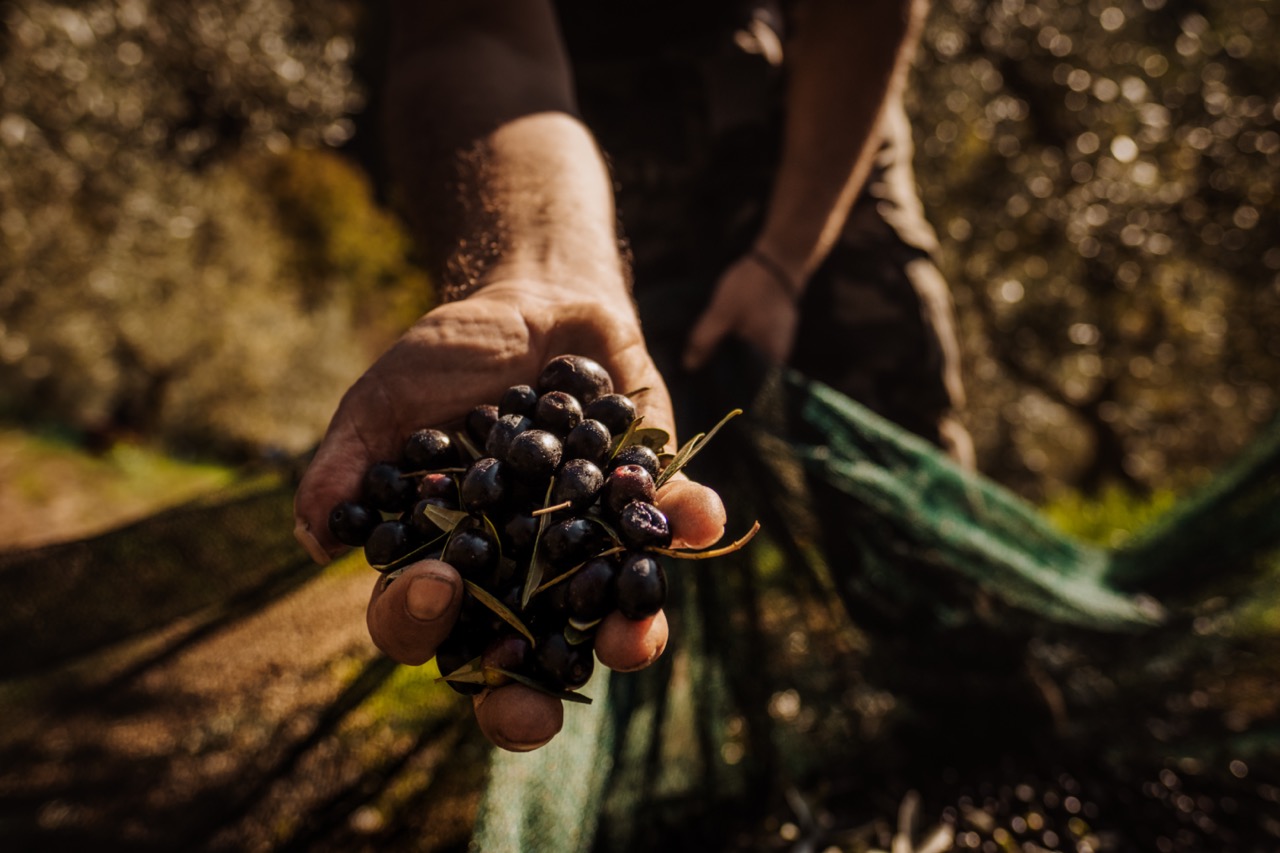 olio extravergine di oliva italiano